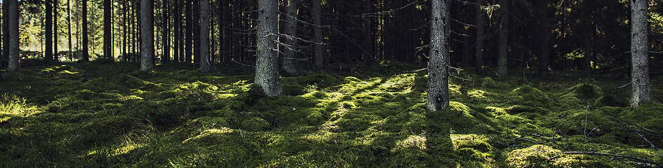 Solen skinner i skogen gjennom trærne