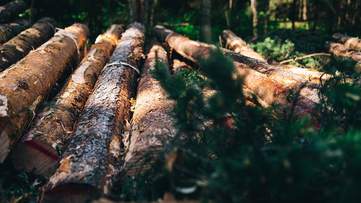 Tømmerstokker i skogen