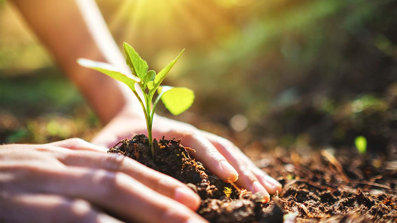 Et tre for livet: hvordan man finner og planter det